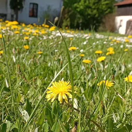 Romantyczne Siedlisko Z Jacuzzi I Stawem Na Wylacznosc
